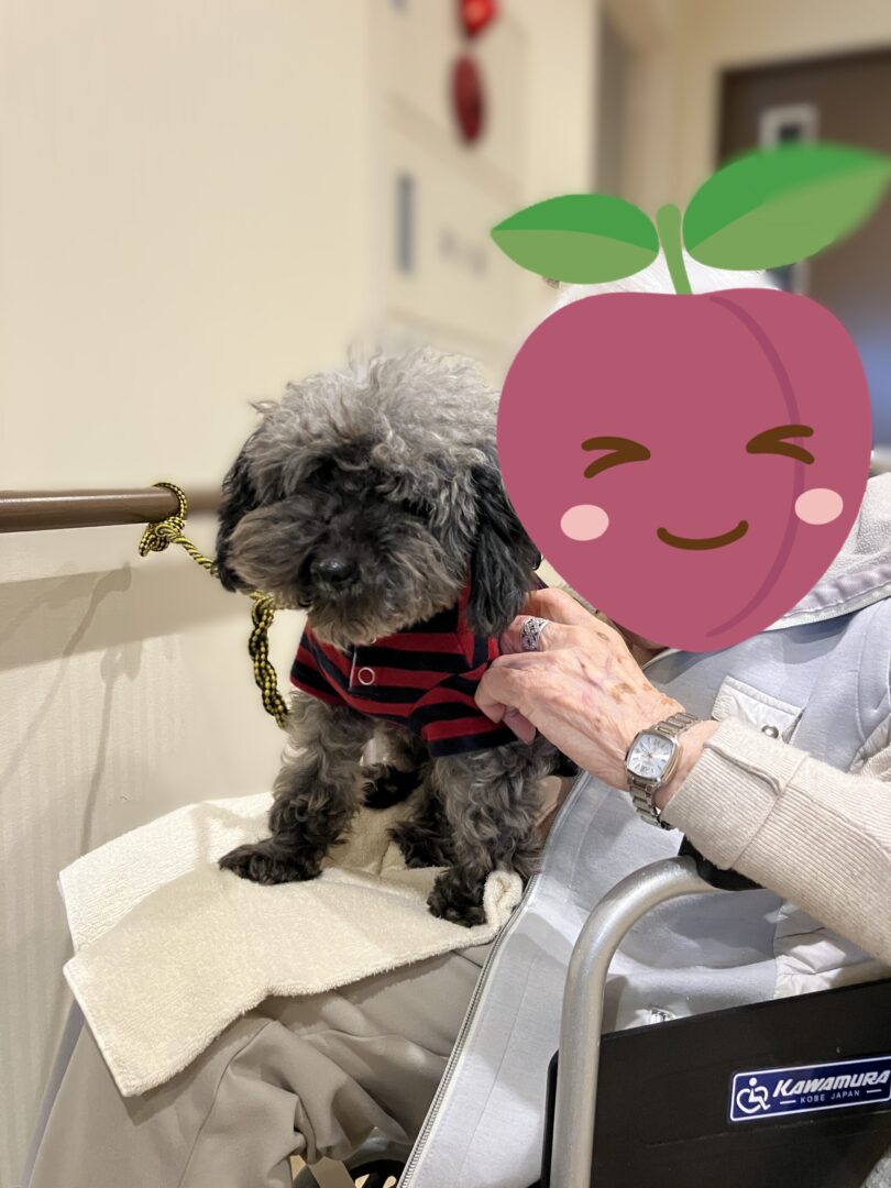 大好きなおばあさんのお膝でまったり。おばあちゃんの笑顔も素敵です。